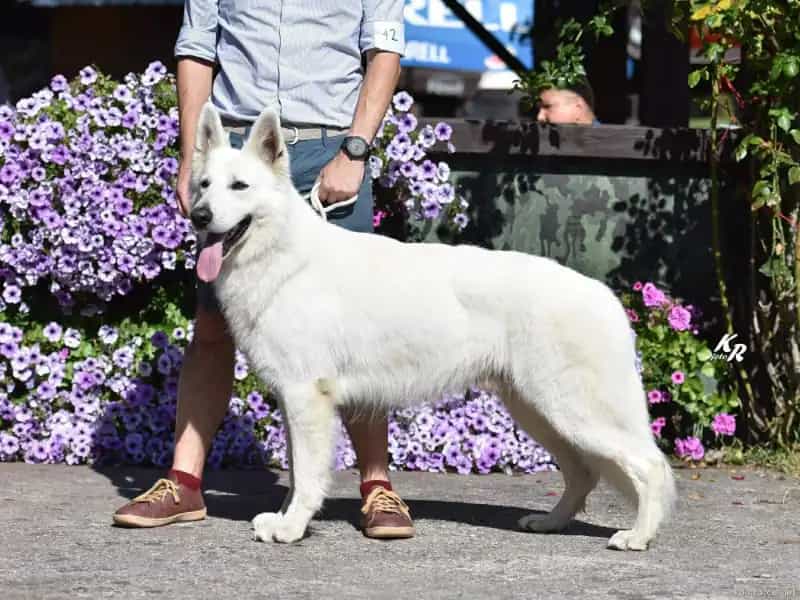 otec: Ignac Whiteline Czech