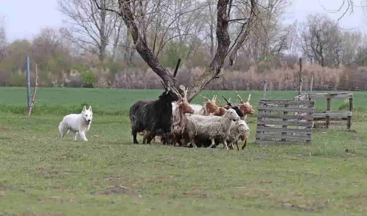 Frederika pase, placeholder, nízká kvalita