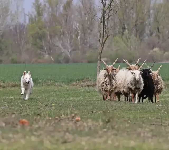 frederika během pasení