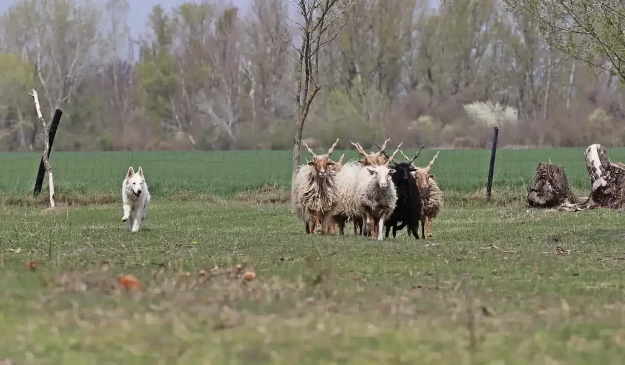 frederika během pasení