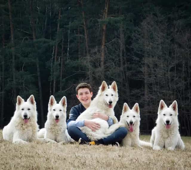 všichni psi na louce