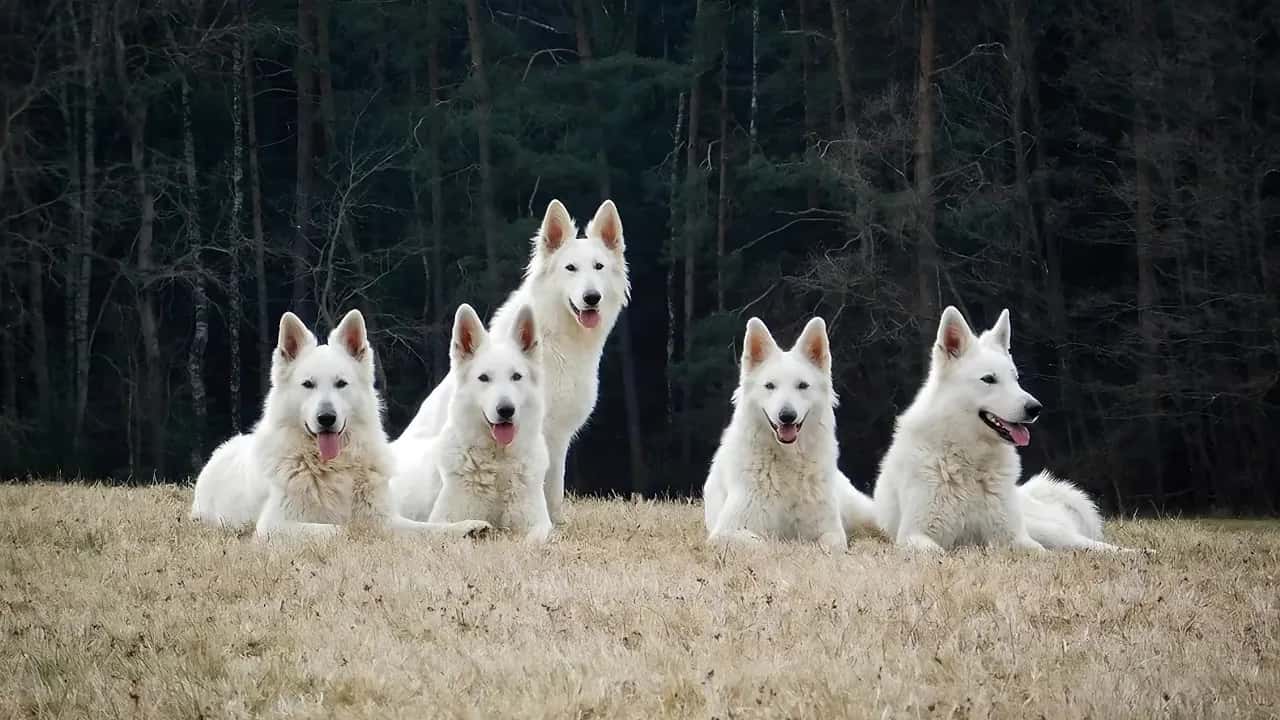 všichni psi na louce